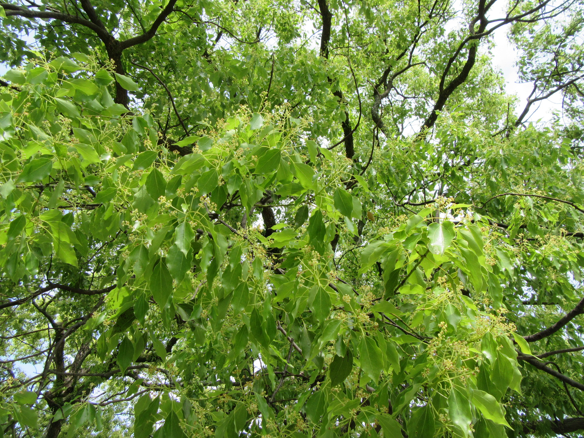 クスノキのはなし 【公式】福岡城・鴻臚館